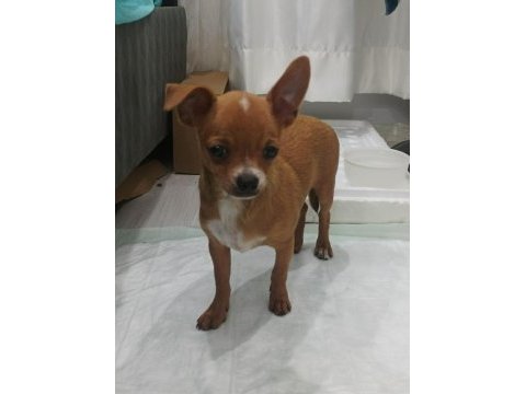 3 aylık chihuahua acil