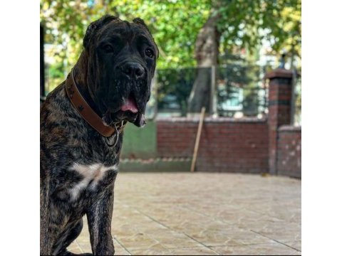 Yaşını doldurmamış erkek cane corso