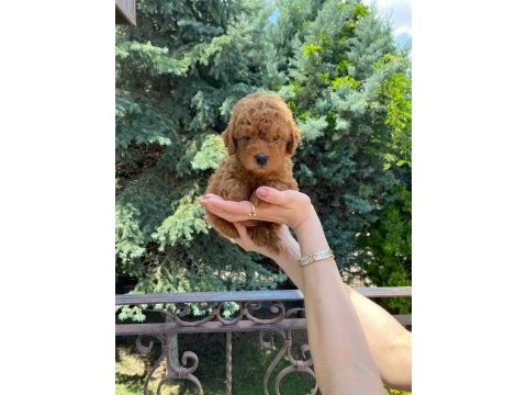 Red brown toy poodle bebekler