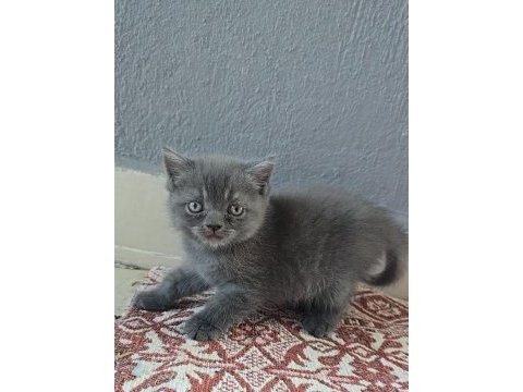 Kedilerime yuva arıyorum