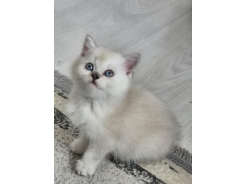 Tatlı yavru kedilerim