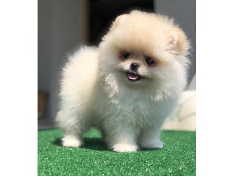 3 aylık 2 dişi üst kalite orijinal pomeranian boo