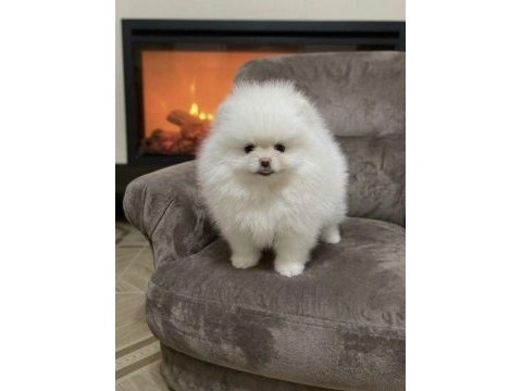 Kar beyaz pomeranian boo teddy bear yavrularım