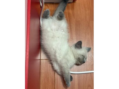 Erkek bebek kediler