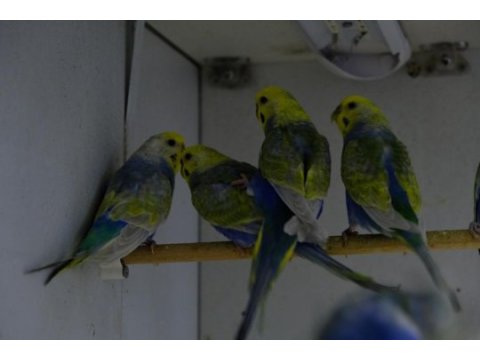 Rainbow muhabbet kuşları