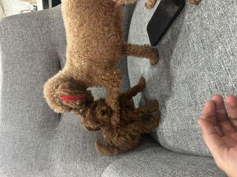 Orginal kore poodle
