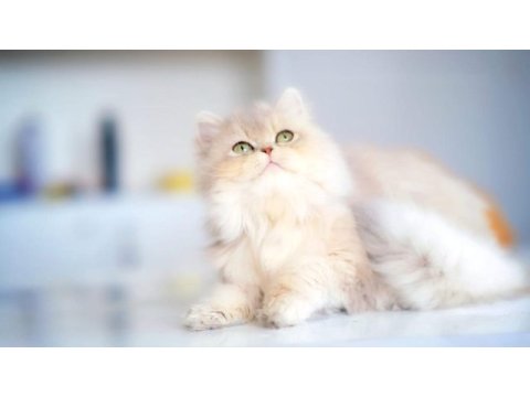 British longhair ay25 dişi