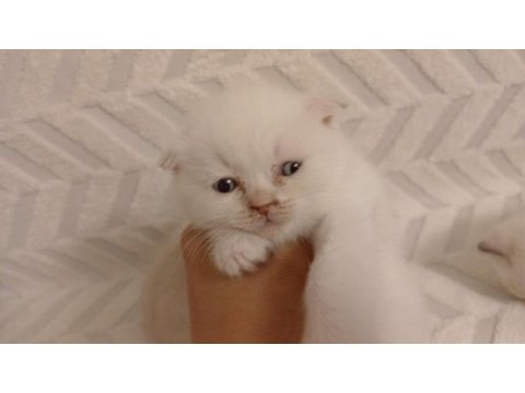 Scottish fold güzellikler teslime hazır