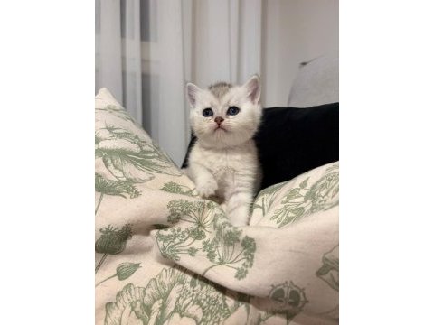 Yavru british shorthair ve scottish shorthair kedilerimiz