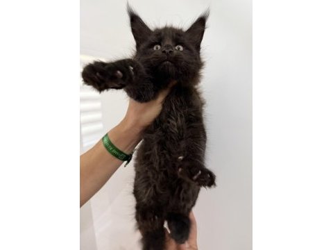 Xxxl siyah erkek maine coon