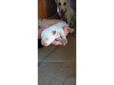 Anne baba küçük ırk fino köpeği yavruları