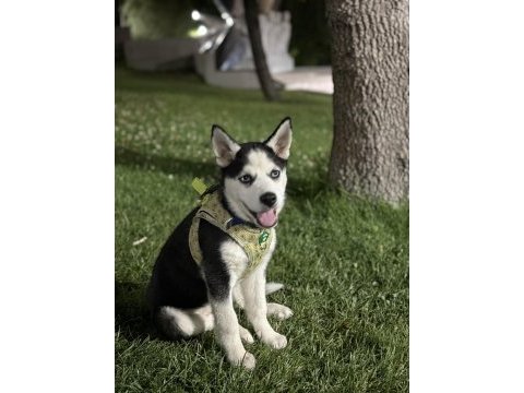 5 aylık husky