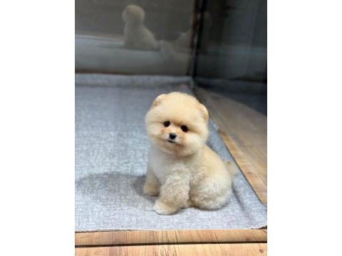 Bebek gibi bi pomeranian boo