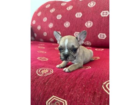Sağlıklı ırk garantili french bulldog yavrular
