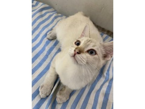 Acil pamuk gibi bir bebek british shorthair