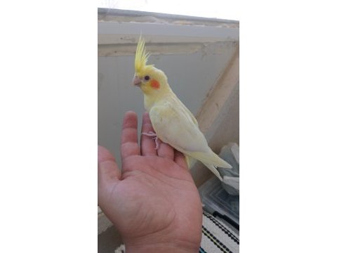 Kuşumuz yavru yeni yem kirmaya basladi