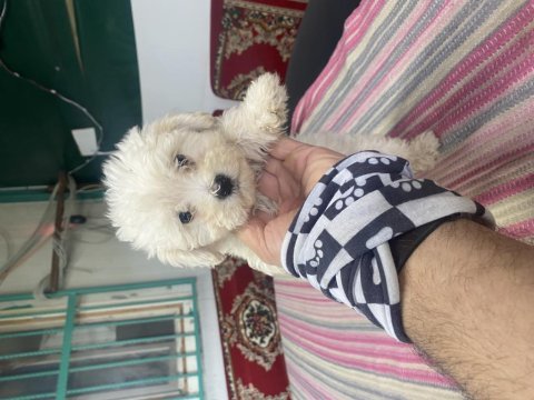 Dünya güzeli maltese bebekler