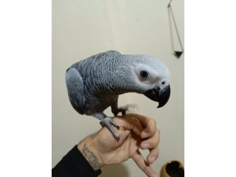 Yerli üretim full evcil 4 aylık bebek jako papağanı