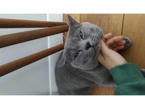 Aşıları tam british shorthair