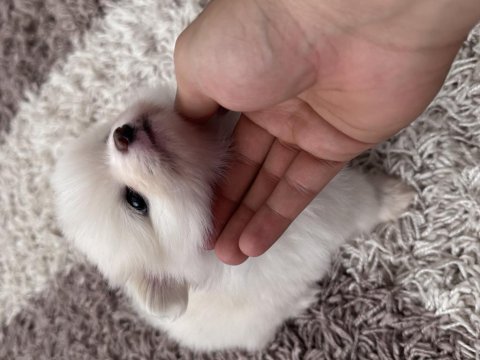 3 aylık pomeranian