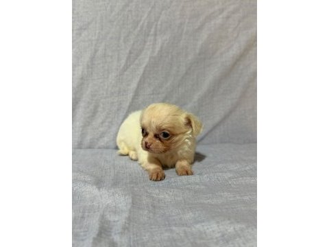 Chihuahua köpeklerimiz