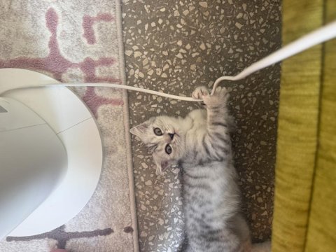 Scottish fold 2 aylık