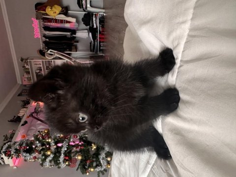 Siyah dünyalar tatlısı british shorthair yavrumuza yuva