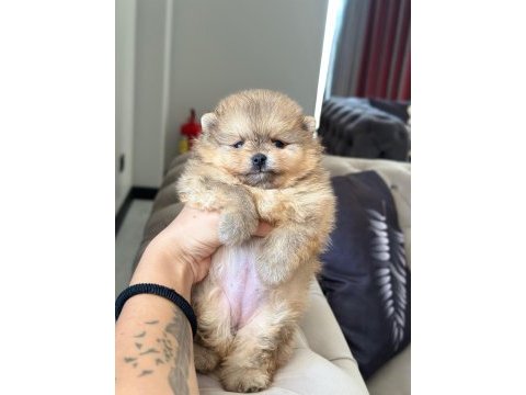 Dişi ve erkek pomeranian boo kardeşler