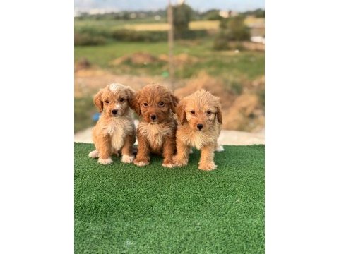 Renk güzeli maltipoo yavrular