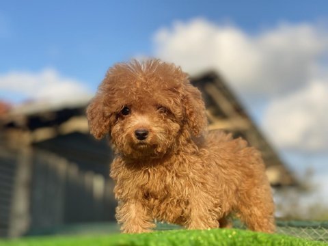 Toy poodle dişi erkek bebeklerim