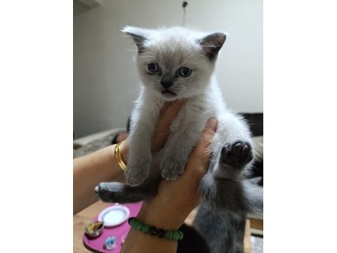 Minik scottish fold yavrularım
