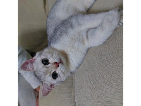 British shorthair erkek