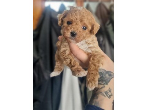 Özelini isteyenlere toy poodle bebekler