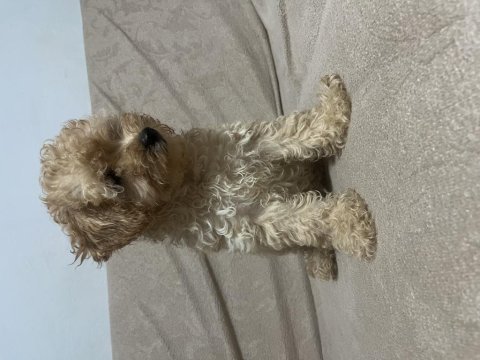 Erkek güzeli maltipoo bebeğim
