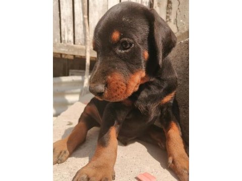 A şecereli anne ve babadan a scrli doberman yavrular