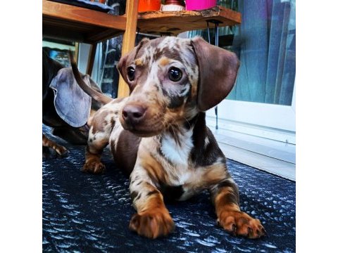 Dapple dachshund (sosis köpek) yavrular