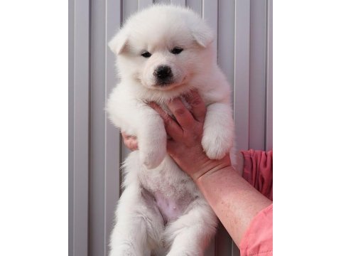 Japon akita inu yavruları