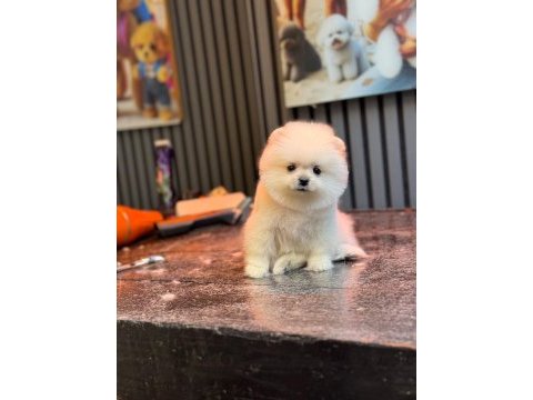 Sağlık ve ırk garantili pomeranian