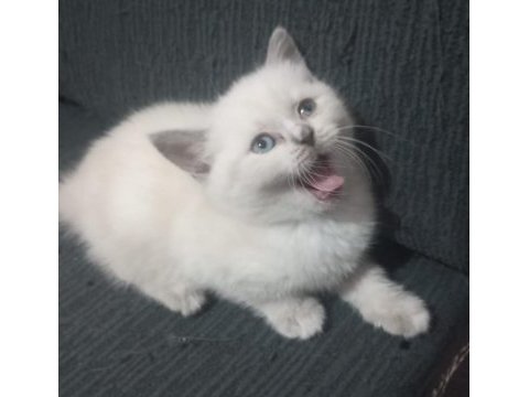 Minik british shorthair kediler