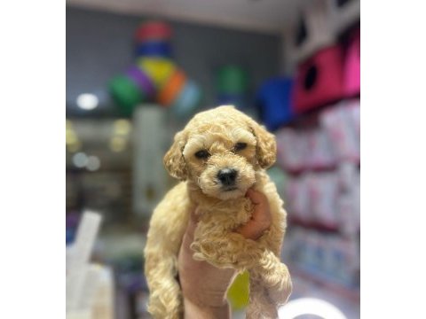 Maltese bebekler