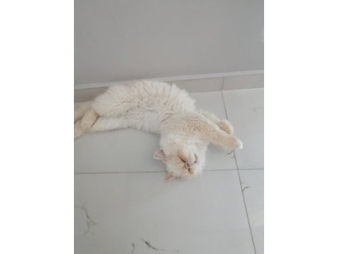 Saf kan sıfır burun persian