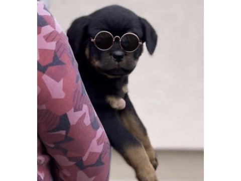 Rottweiler saf ırk köpeğimiz