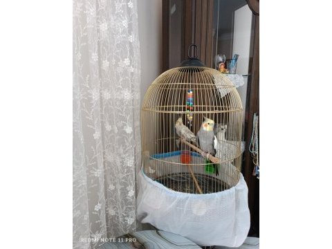 Dişi erkek sultan papağanı