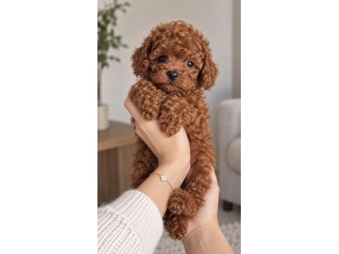 Baby face toy poodle yavrular