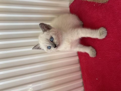 British shorthair bebeklerimiz