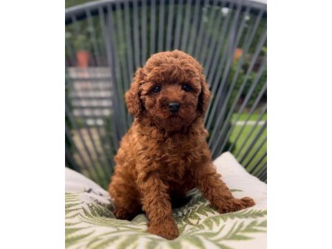 Toy poodle yavruları