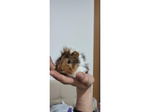 Evcil 3 adet yavru guinea pig ele alıştırmaya uygun