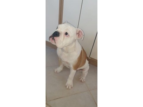 Safkan ingiliz bulldog