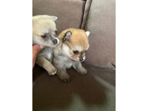 Pomeranian boo bir dişi bir erkek