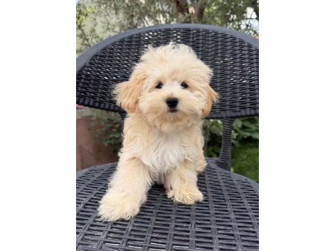 Kore maltipoo bebekler